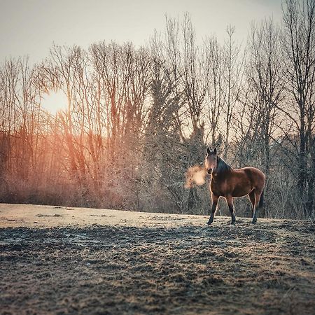 Fecskefészek Vendégház Őriszentpéter Esterno foto