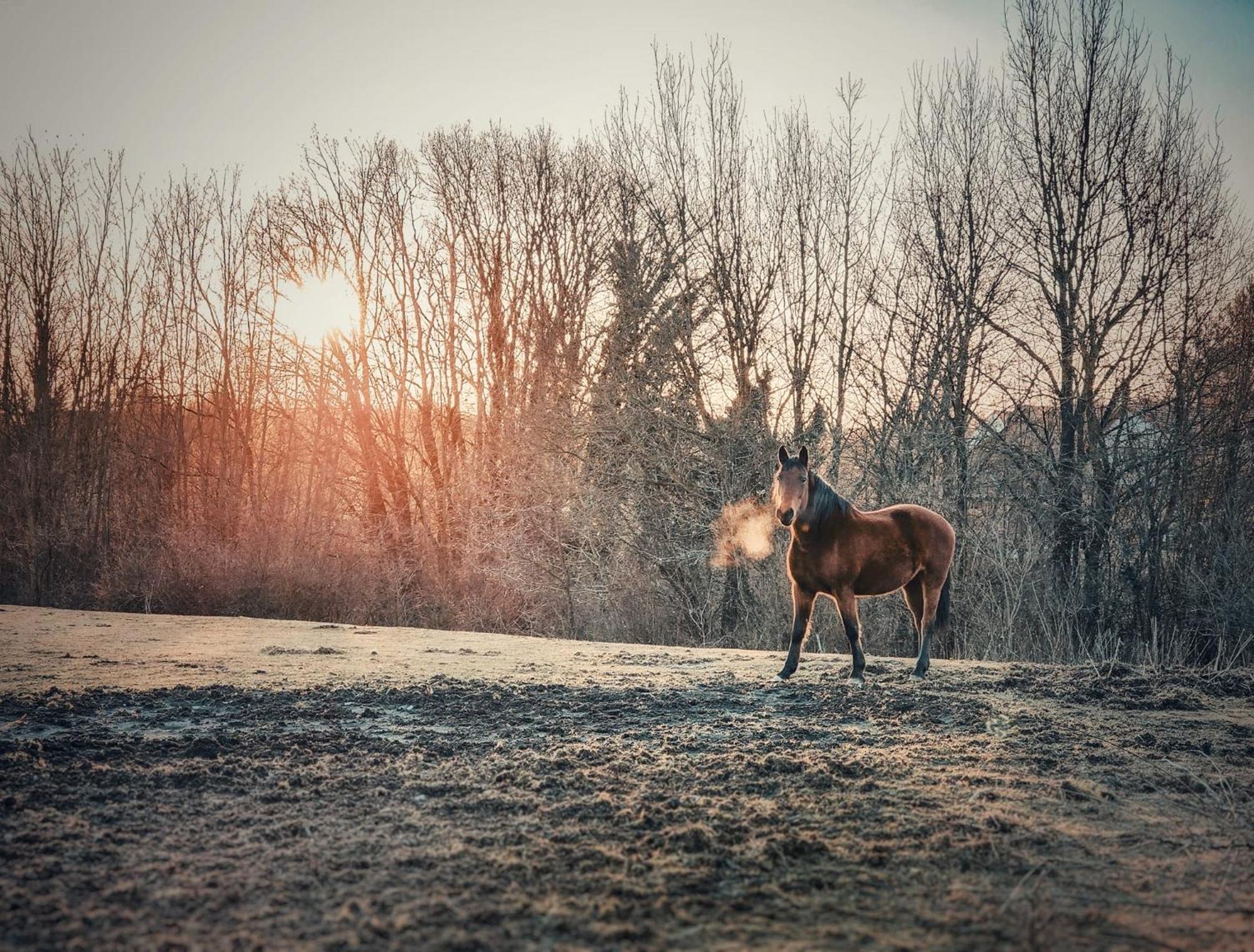 Fecskefészek Vendégház Őriszentpéter Esterno foto