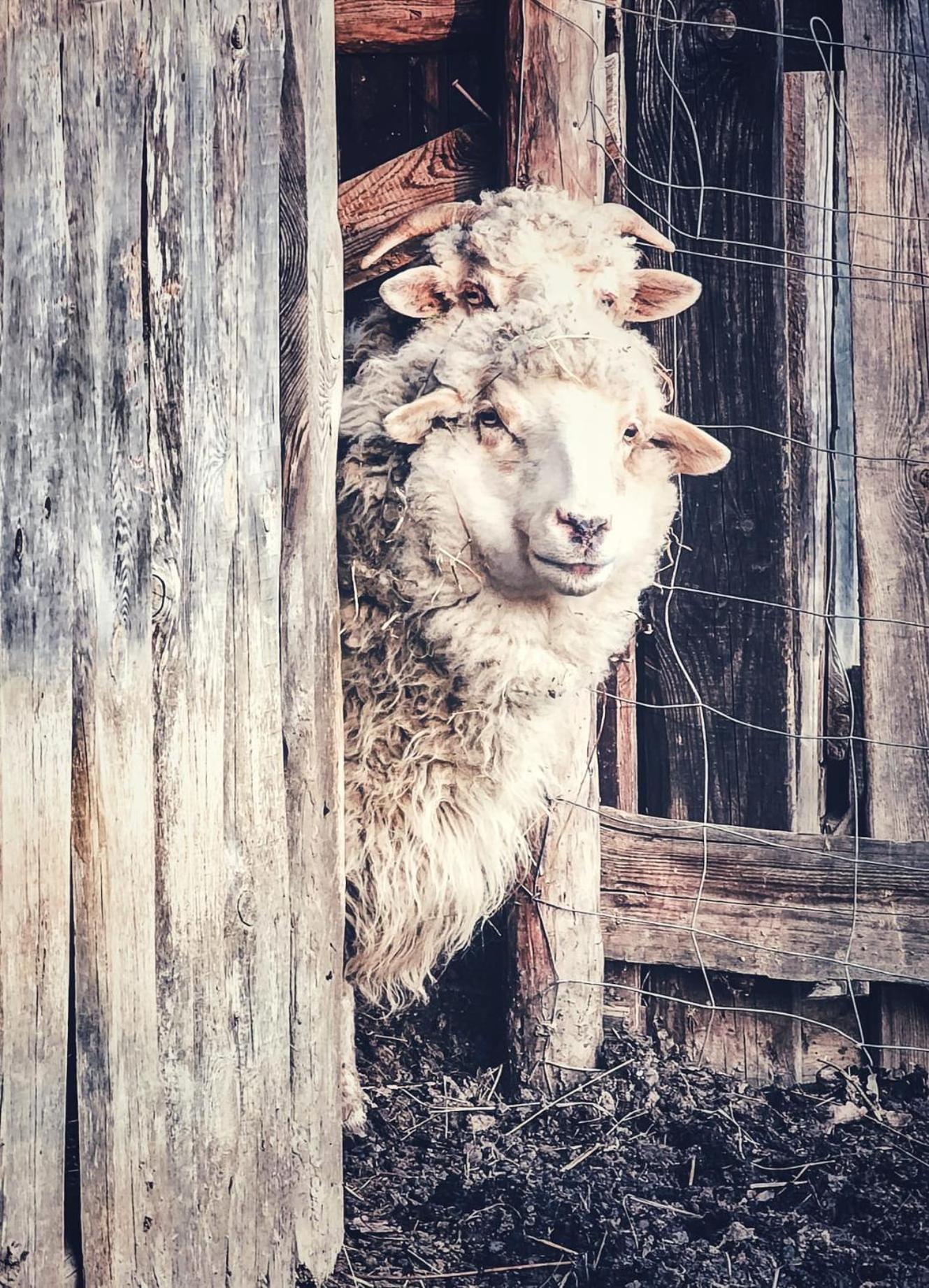 Fecskefészek Vendégház Őriszentpéter Esterno foto